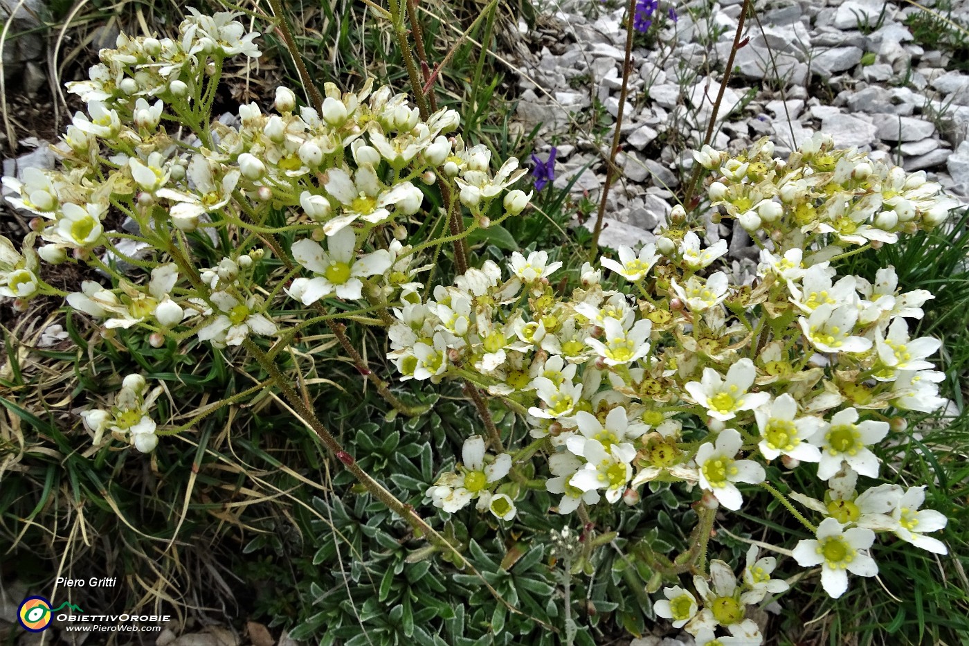 18 Sassifraga di Vandelli  (Saxifraga Vandellii).JPG